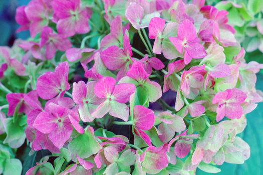 hydrangea flowers for the entire frame as a background macro