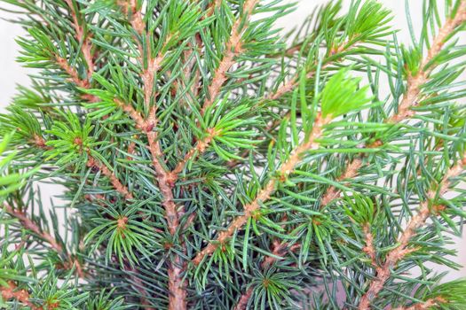 spruce branches as a close-up background. High quality photo