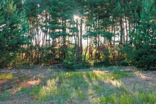 pine forest against a blue sky on a Sunny day. High quality photo