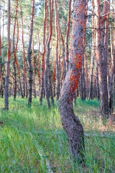 old pine forest. fancy shapes of old trees. High quality photo