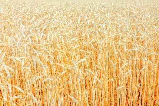 ears of wheat fills the frame. High quality photo