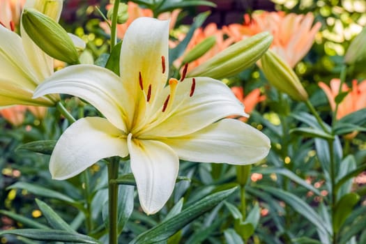 Lily flowers on a green background. flowers in the garden. High quality photo