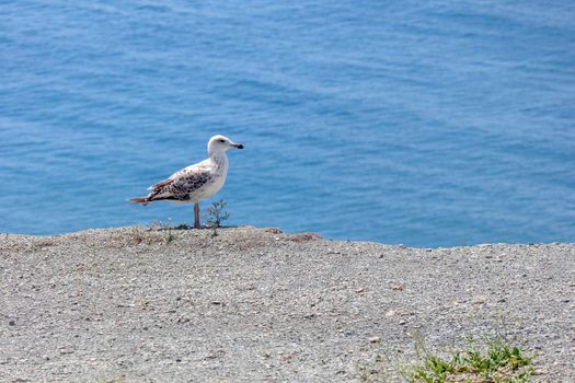 A lone white gull on the coastal sand. High quality photo