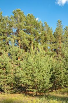 pine forest against a blue sky on a Sunny day. High quality photo