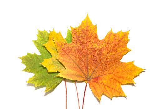 autumn leaves of three colors on a white background. isolate. three sheets. green yellow orange. High quality photo