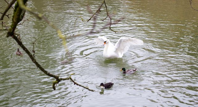 white Swan swimming in the lake and flaps its wings