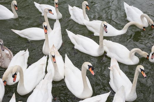 White swan flock in spring water. Swans in water. White swans