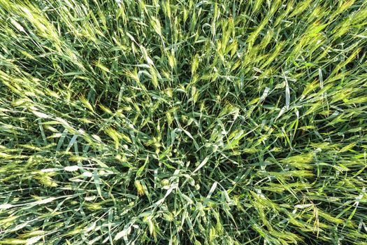 ears of green wheat close up for the entire frame. High quality photo