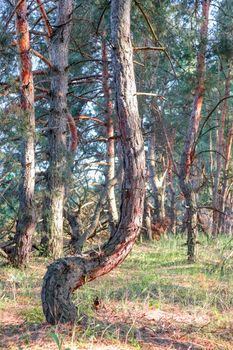 old pine forest. fancy shapes of old trees. High quality photo