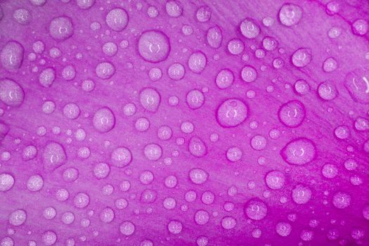 water drops on a purple macro petal as a background for the entire frame