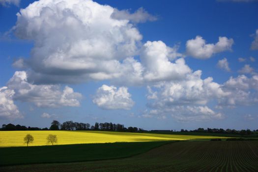 Yellow field rapeseed in bloom with blue sky and white clouds. Green landscape with yellow field. Yellow rapeseed flowers on field with blue sky and clouds