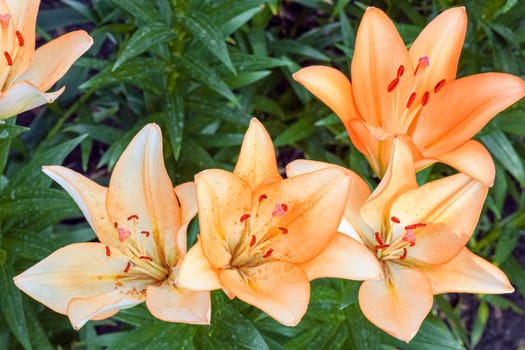 Lily flowers on a green background. flowers in the garden. High quality photo