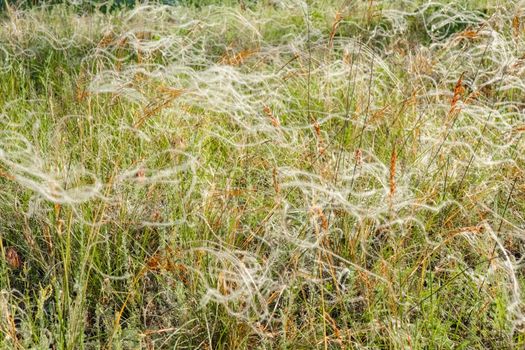 grass waddle close up for the entire frame. High quality photo