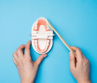 female hand holds plastic model of a human jaw with white teeth and wooden toothbrush on a blue background, oral hygiene