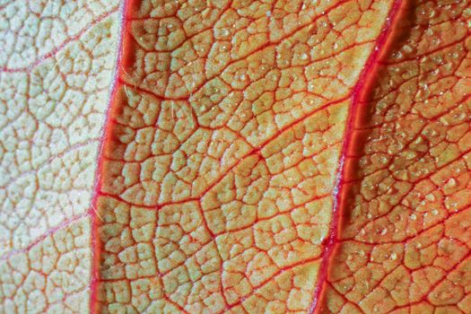 the structure of the yellow leaf macro as background. High quality photo