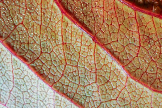 the structure of the yellow leaf macro as background. High quality photo