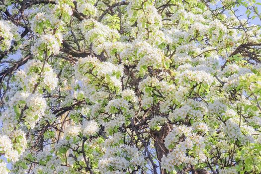 blooming tree branches for the entire frame. High quality photo