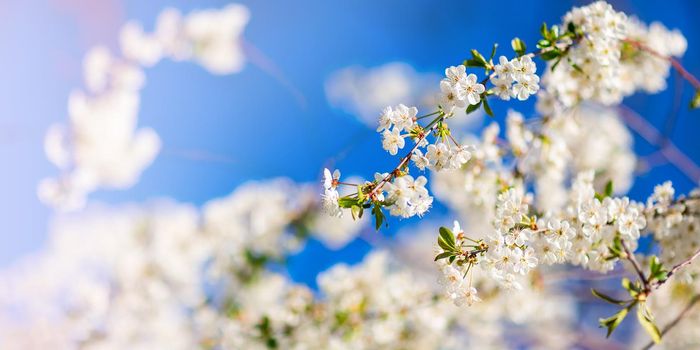 Spring blooming and blossoming flower branch against blue sky banner