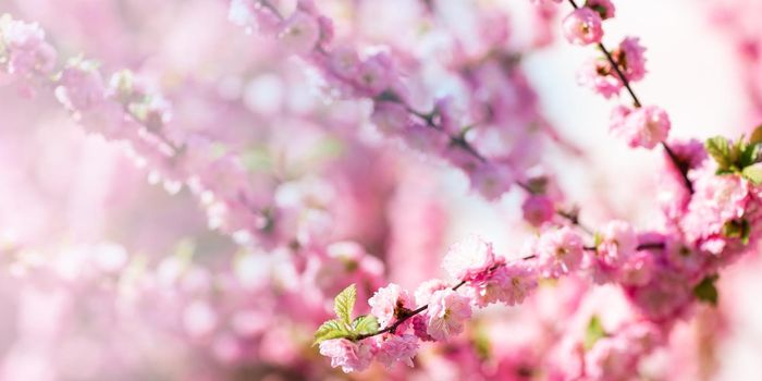 Spring blooming and blossoming flower branch against blue sky banner