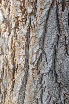 old tree bark close up as background. High quality photo
