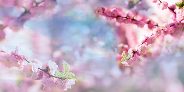 Spring blooming and blossoming flower branch against blue sky banner