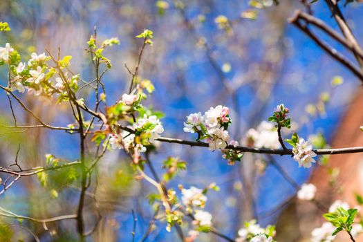 Spring bright blooming and blossoming flower branch against blue sky