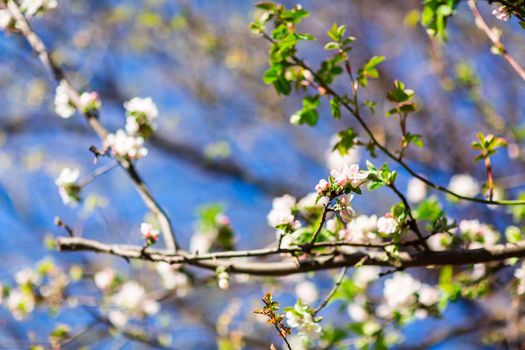 Spring bright blooming and blossoming flower branch against blue sky
