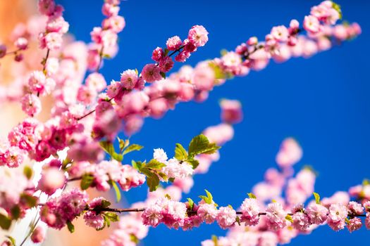 Spring bright blooming and blossoming flower branch against blue sky