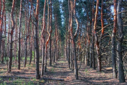 old pine forest. fancy shapes of old trees. High quality photo