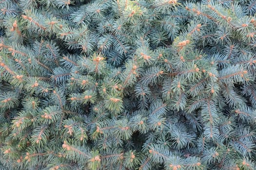 spruce branches as a close-up background. High quality photo