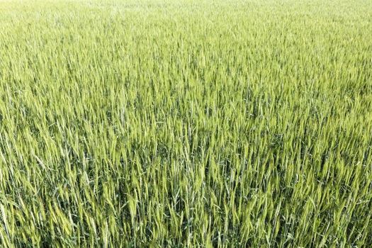 ears of green wheat close up for the entire frame. High quality photo