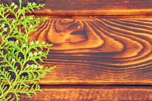 TUI branches on a wooden background as a background. High quality photo