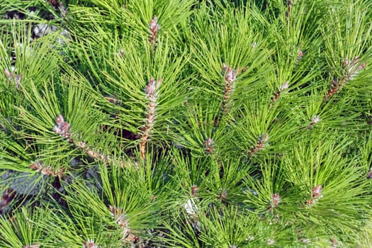 spruce branches as a close-up background. High quality photo