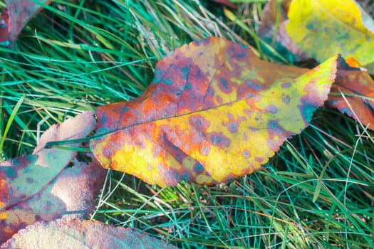 yellow macro sheet as background in autumn Apple tree