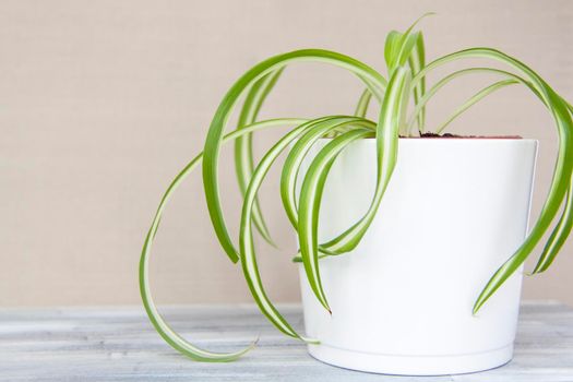 A home-made pot of flowers. Potted flowers. Home decor.