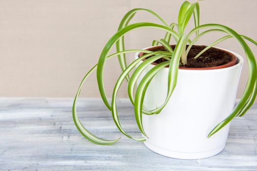 A home-made pot of flowers. Potted flowers. Home decor.