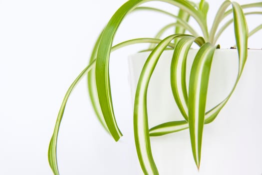 Home pot with flowers on a white background. Potted flowers. Home decor. 