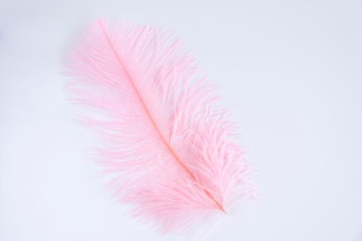 Ostrich colored feathers on a white background. A pen on an isolated background. Ostrich