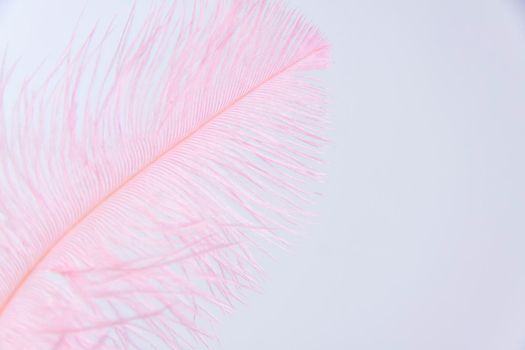 Ostrich colored feathers on a white background. A pen on an isolated background. Ostrich