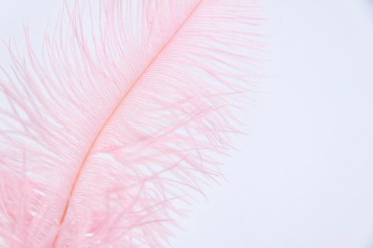 Ostrich colored feathers on a white background. A pen on an isolated background. Ostrich