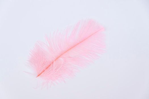 Ostrich colored feathers on a white background. A pen on an isolated background. Ostrich