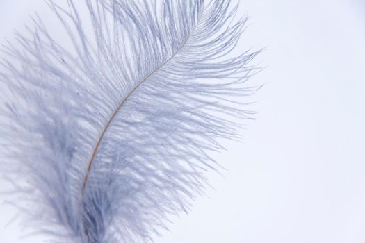 Ostrich colored feathers on a white background. A pen on an isolated background. Ostrich 