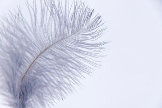 Ostrich colored feathers on a white background. A pen on an isolated background. Ostrich