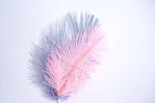 Ostrich colored feathers on a white background. A pen on an isolated background. Ostrich 