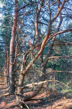 old pine forest. fancy shapes of old trees. High quality photo