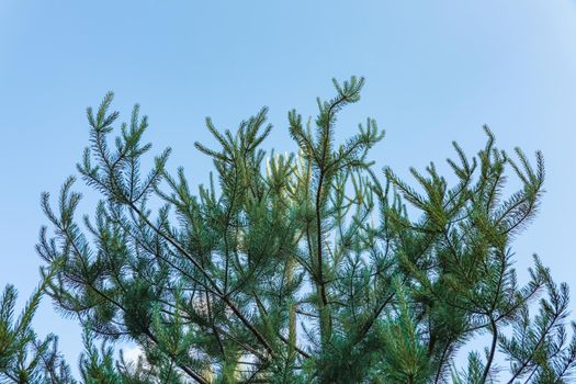 pine branch with a cone close up against the blue sky. High quality photo