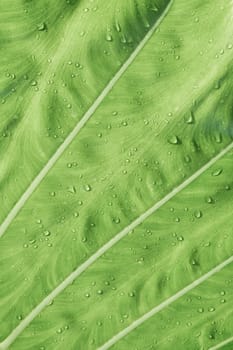 Freshness Leaf of Great Caladium Giant Taro