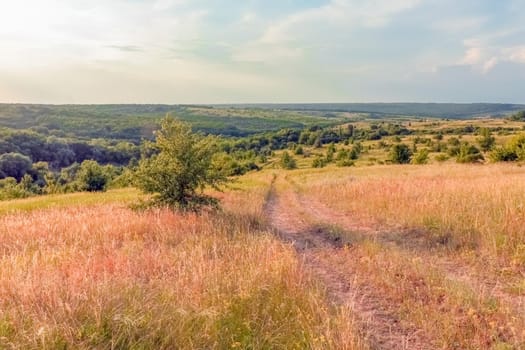 A large green field with trees in the background. the road that goes into the distance. High quality photo