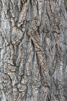 old tree bark close up as background. High quality photo