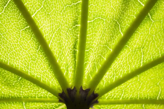 the structure of a green tree leaf as a macro background. High quality photo